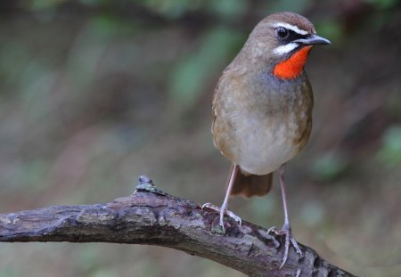 *** Robins *** - sliczny, ptaki, robins, zwierzeta