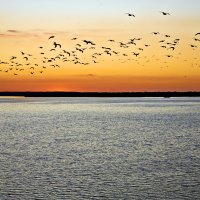 Birds in Flight