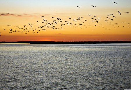 Birds in Flight - flight, water, sunset, birds