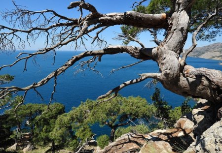 *** Lonely tree on the ocean *** - natura, drzewa, ocean, niebo