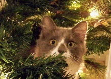 Enjoying Christmasâ™¥ - paw, love, animals, pet, enjoying, christmas, brown, forever, cats, green, tree, lights