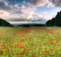 Field of Poppies