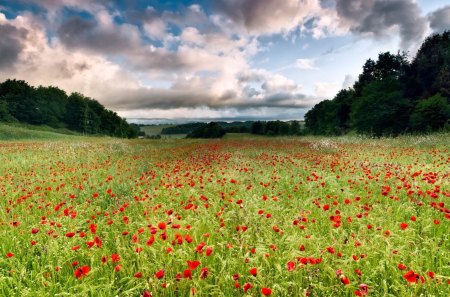 Field of Poppies - poppies, summer, splendor, landscape, flowers field, grass, flowers, field of poppies, view, red, field, field of flowers, sky, clouds, poppy, beautiful, summer time, beauty, lovely, red flowers, poppies field, nature, green, peaceful