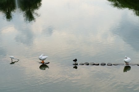 Taiwan Kaohsiung Museum of Fine Arts - ducks, lake, egrets, bird