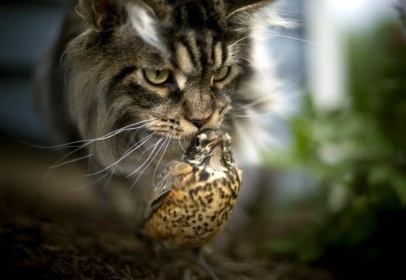 Sweet Love - pretty, bird, cat face, cat eyes, eyes, kitten, friends, sweet love, beautiful, photography, friendship, beauty, lovely, love, sweet, cat, cute, adorable, animals, kitty