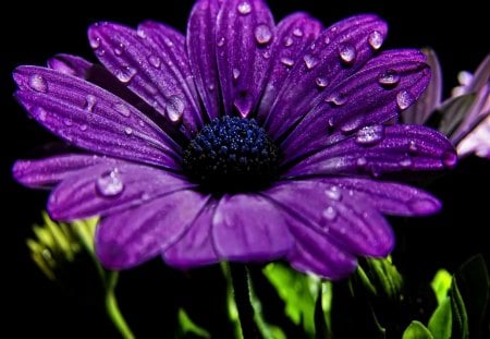 Purple wet flower - pretty, water, beautiful, drops, wet, droplets, lovely, flower, nature, purple, nice, floral