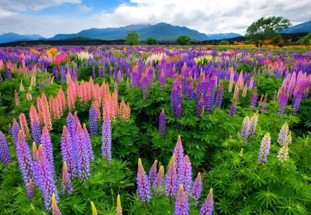 Colorful lupine meadow - nice, sky, fresh, freshness, colorful, summer, field, meadow, lovely, nature, pretty, clouds, beautiful, grass, lupine