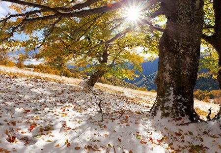 Ранній сніг - mountains, karpaty, nature, ukraine