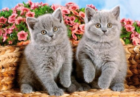 Fluffy grey kittens - buddies, fluffy, animals, kittens, colorful, basket, kitties, grey, look, cute, adorable, cats, red, sweet, friends, friendship, flowers