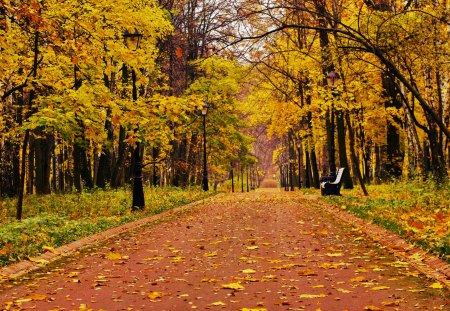 Autumn - beauty, autumn, trees, peaceful, bench, autumn leaves, path, road, fall, view, walk, tree, autumn walk, grass, park, autumn splendor, lovely, nature, pathway, autumn colors, woods, forest, alley, beautiful, leaves, splendor