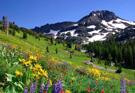 Flowering mountain slope - summer, grass, meadow, mountain, flowers, cliffs, nice, greenery, mountainscape, beautiful, snowy, slope, lovely, peaks, nature, green, floral