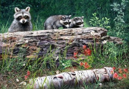 RACCOONS - raccoons, flower, forest, wild life