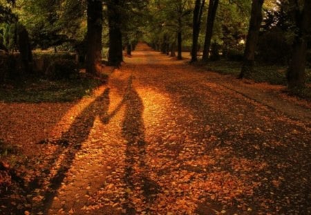 the sun and the shadows - fall, silhouettes, orange, leaves, nature, shadow