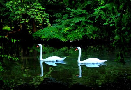 ♥always together♥ - geese, in, white, water