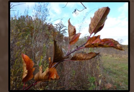 The Beautiful Fall - fall, fall colors, beautiful, field, leaf, leaves