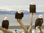 Four Proud Eagles