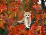 "Kitty in the Autumn Tree"