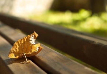 A Leaf Alone - grass, park bench, nature, leaf