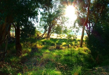 Good Morning - sunlight, grass, branches, green