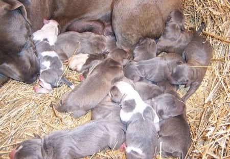 *** American Pitbull Puppies *** - pieski, ladowe, zwierzeta, psy