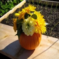 PUMPKIN AND YELLOW FLOWERS