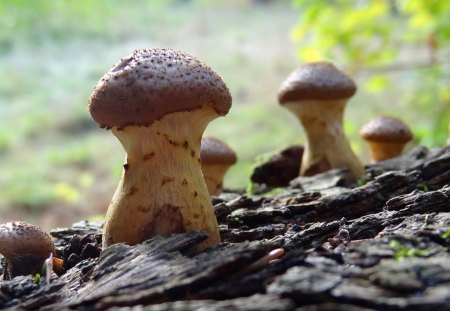 Autumn Mushrooms - mushrooms, romantic, forest, magic, home screen, makro