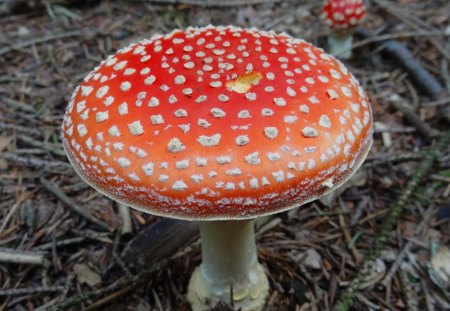 Magic Mushrooms 2 - mushrooms, romantic, forest, red, magic, makro, home screen