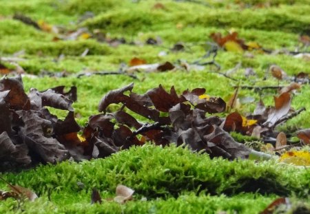 Autumn Forest HD - forest, cool, home screen, hd, autumn, green