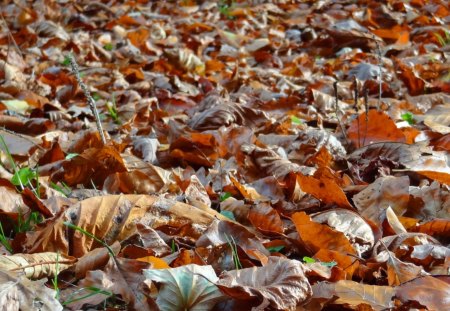 Fallen Leafes Autumn - 2013, leafes, autumn, indian summer, forest, druffix, fallen