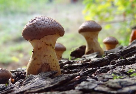 No1 Magic Mushrooms HD - best, magic, autumn, mushrooms, home screen, forest, new