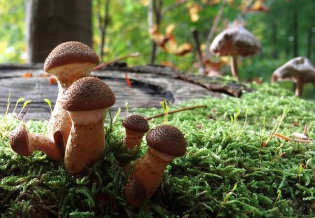 Magic Mushrooms HD - trees, magic, home screen, forest, best, 2013, nature, autumn, hd, mushrooms