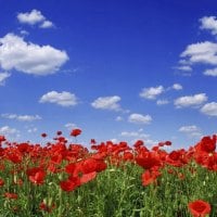 poppy flower field