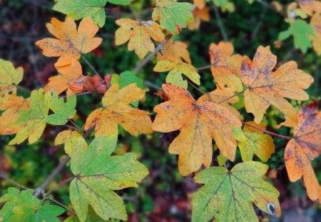 Magic Autumn - trees, musautumn, magic, home screen, forest, best, 2013, nature, hd