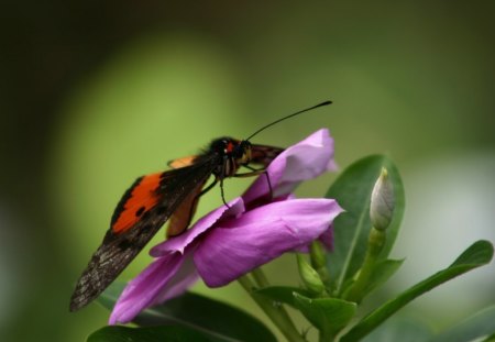 visit for a while - violet, flower, butterfly, green