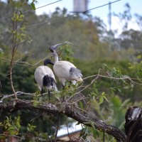 Sacred Ibis