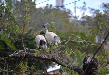 Sacred Ibis - birds, nature, nesting, ibis