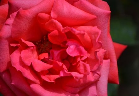 Red Rose - rose, flower, photography, red