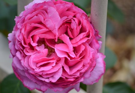 Ruffled Pink Rose - rose, ruffled, pink, photography