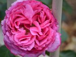 Ruffled Pink Rose