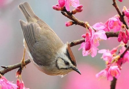 Hang Ten - flowers, bird, blossoms, tree, animals