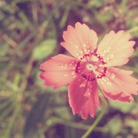 pink vintage flower