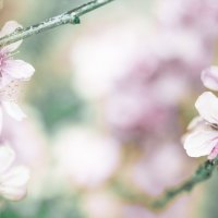 flowery tree