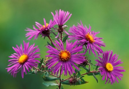 New england asters - flowers, purple, green, asters