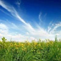 yellow flower field