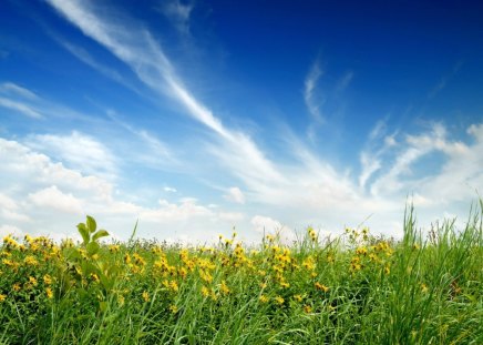 yellow flower field - field, grass, flower, yellow