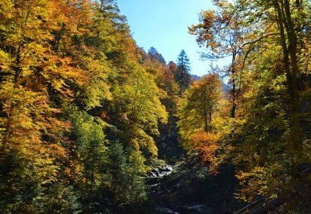 Autumn 4 - treees, colours, leaves, autumn