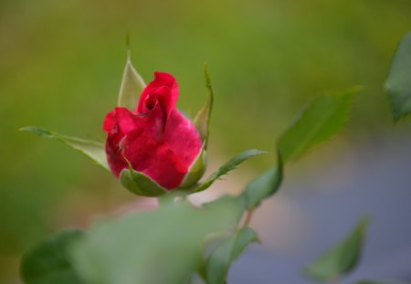 Pink Rose Bud - bud, rose, flower, photography