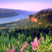 mountain flowers