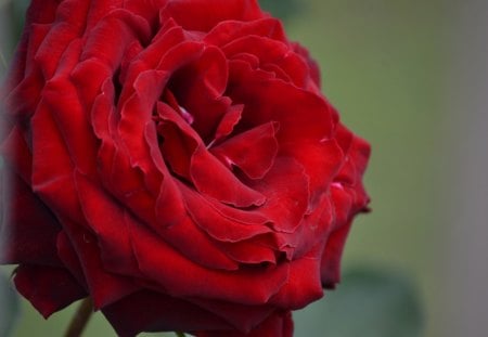 Very big red rose - rose, flower, photography, red