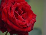 Very big red rose